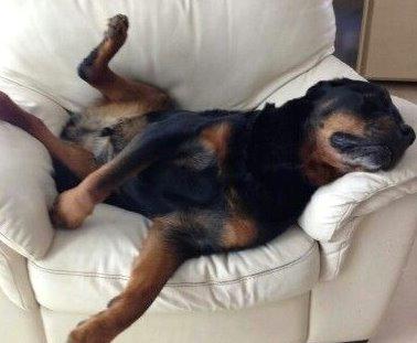 Rottweiler Royce billede 2