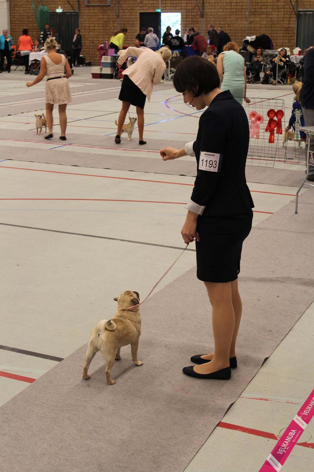 Mops Bodil - Bodil på DKK-udstilling i Hillerød, hvor hun fik SL og BIM i hvalpeklassen billede 4