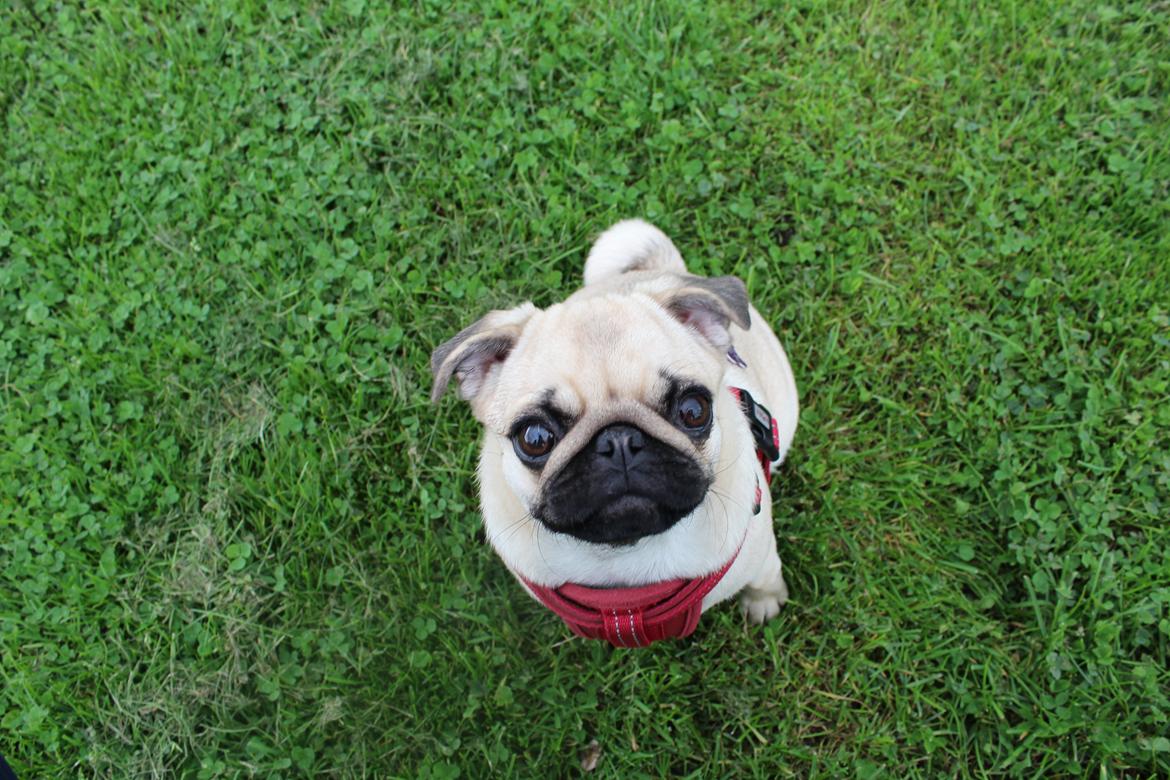 Mops Bodil billede 3