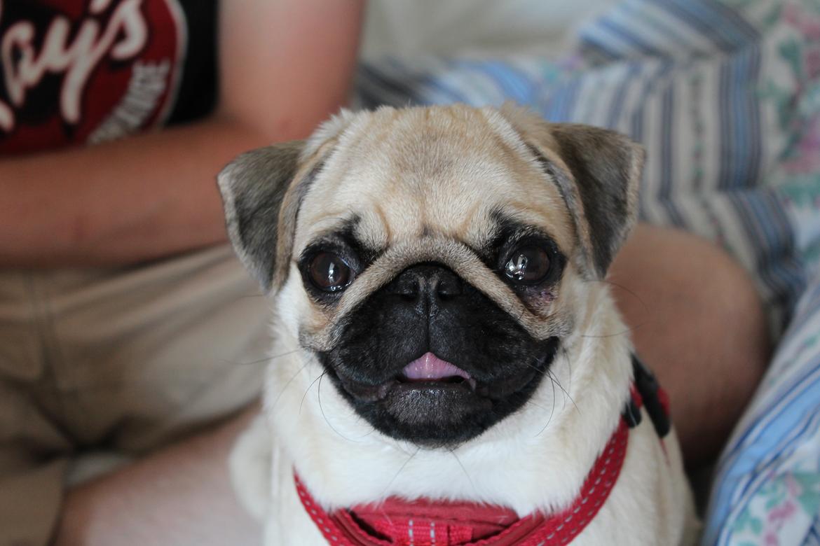 Mops Bodil billede 2