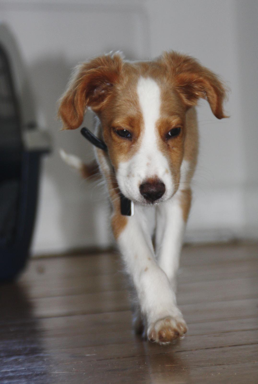 Blanding af racer Nyx billede 7