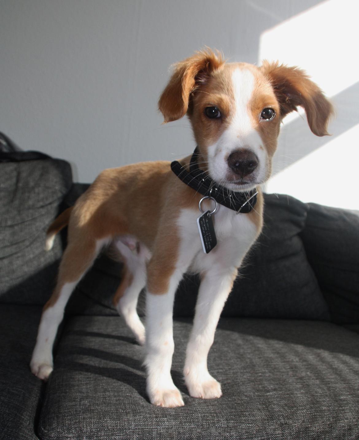 Blanding af racer Nyx billede 10