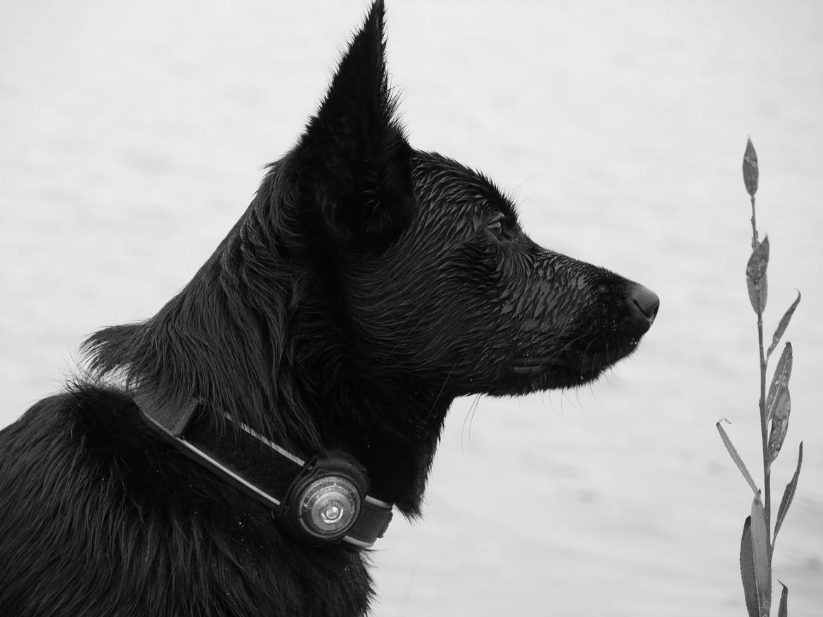 Australsk kelpie Asti - RIP November 2024 billede 15