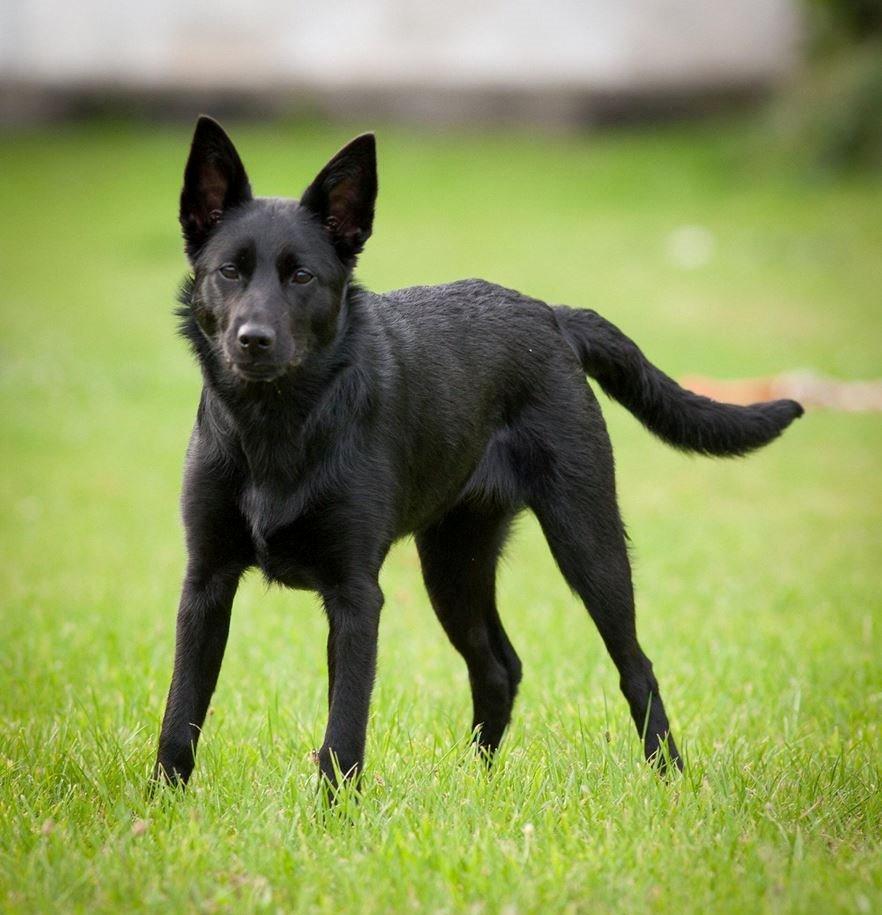 Australsk kelpie Asti - RIP November 2024 billede 13