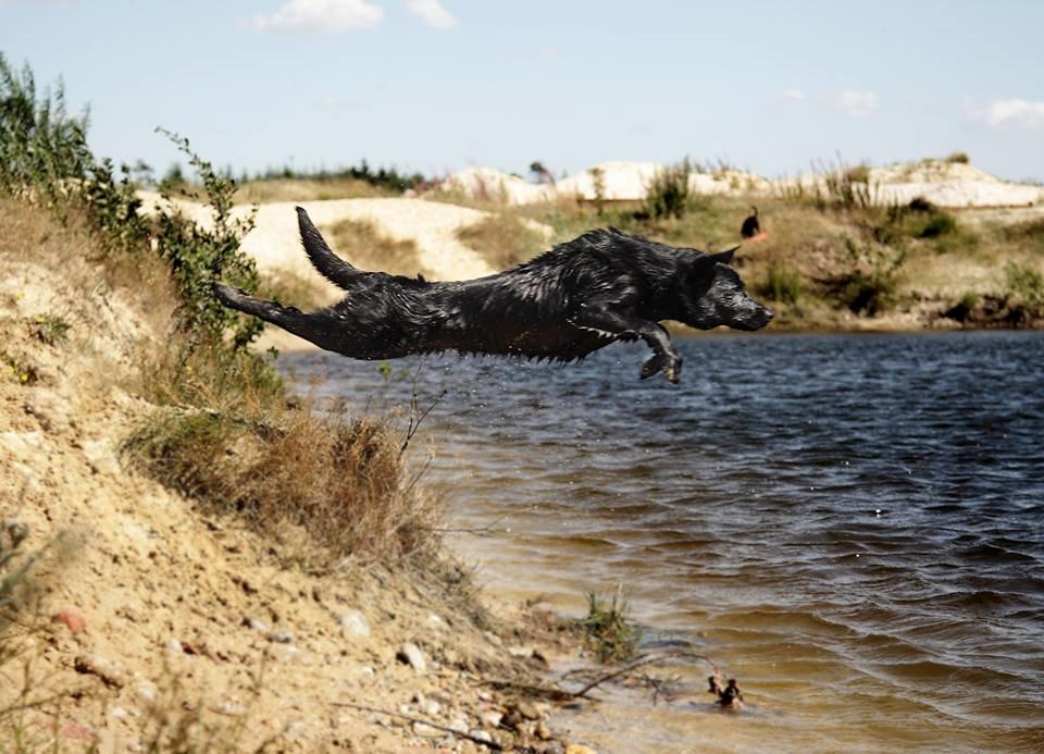 Australsk kelpie Asti - RIP November 2024 billede 16