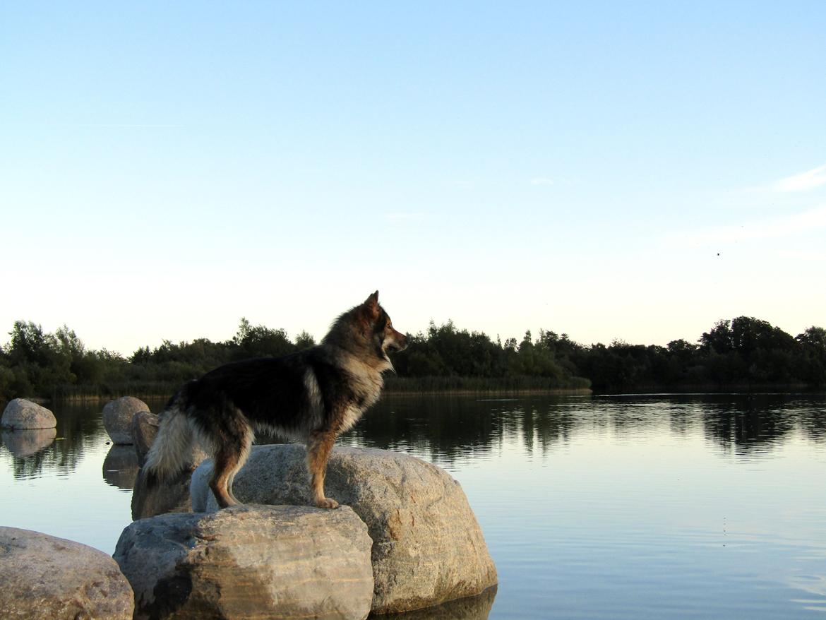 Tjekkoslovakisk ulvehund Amarok billede 3