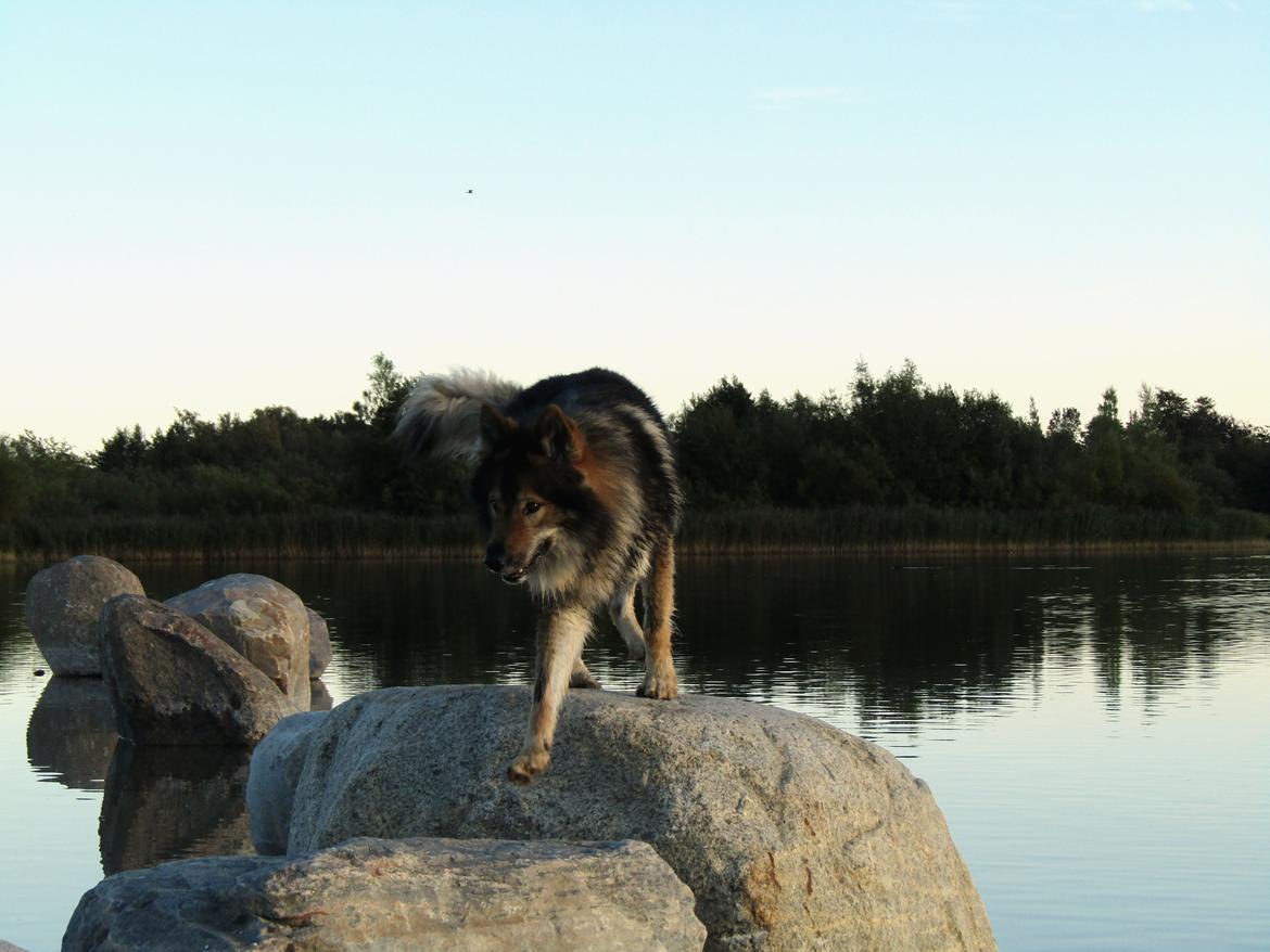 Tjekkoslovakisk ulvehund Amarok billede 4