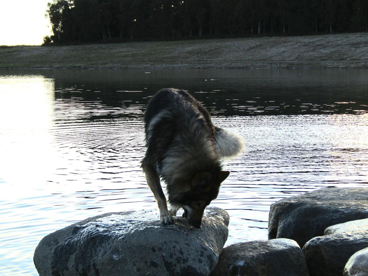 Tjekkoslovakisk ulvehund Amarok billede 5