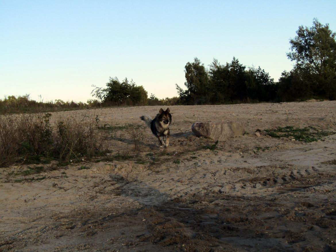 Tjekkoslovakisk ulvehund Amarok billede 7