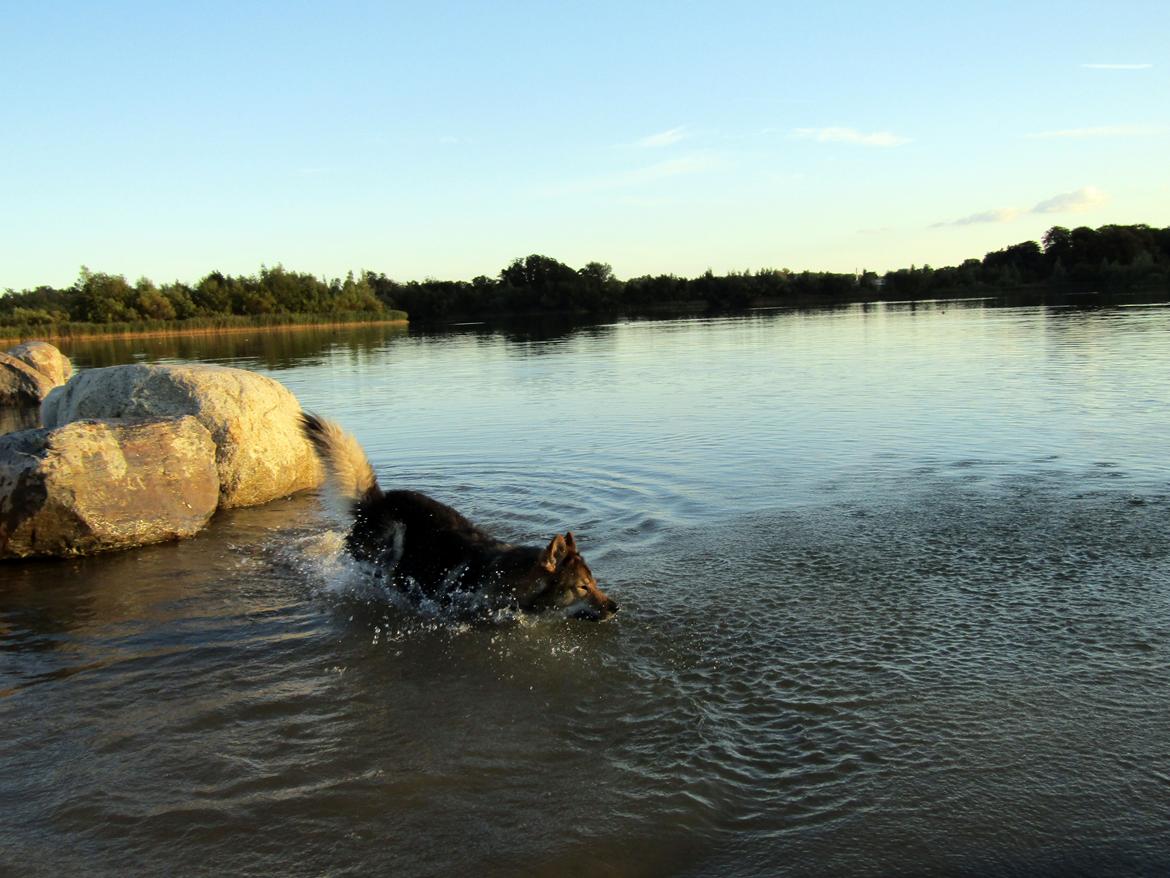 Tjekkoslovakisk ulvehund Amarok billede 6