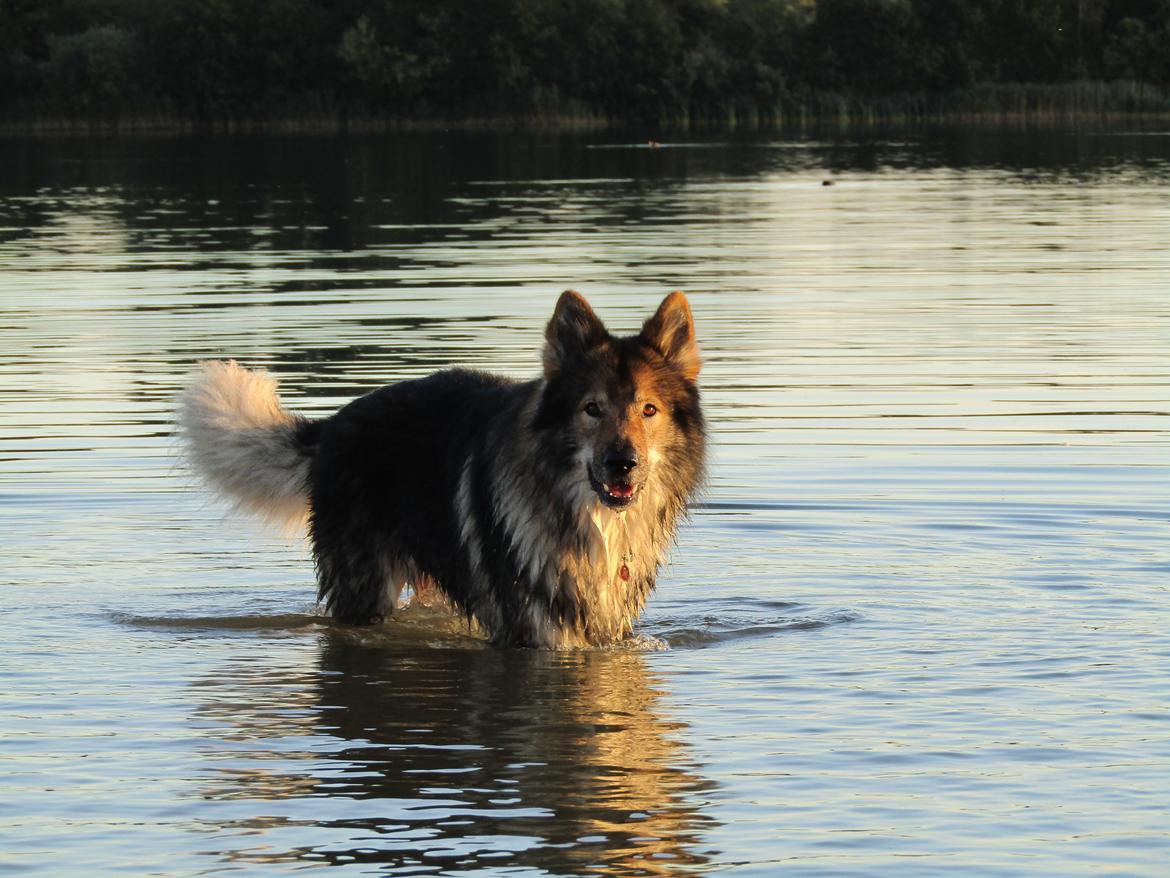 Tjekkoslovakisk ulvehund Amarok billede 9