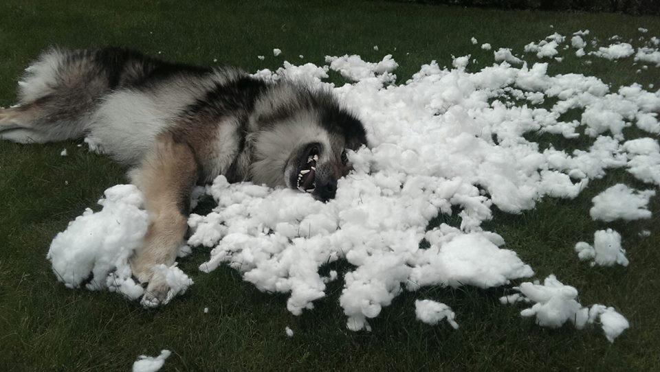 Tjekkoslovakisk ulvehund Amarok billede 10