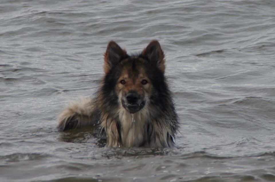 Tjekkoslovakisk ulvehund Amarok billede 11