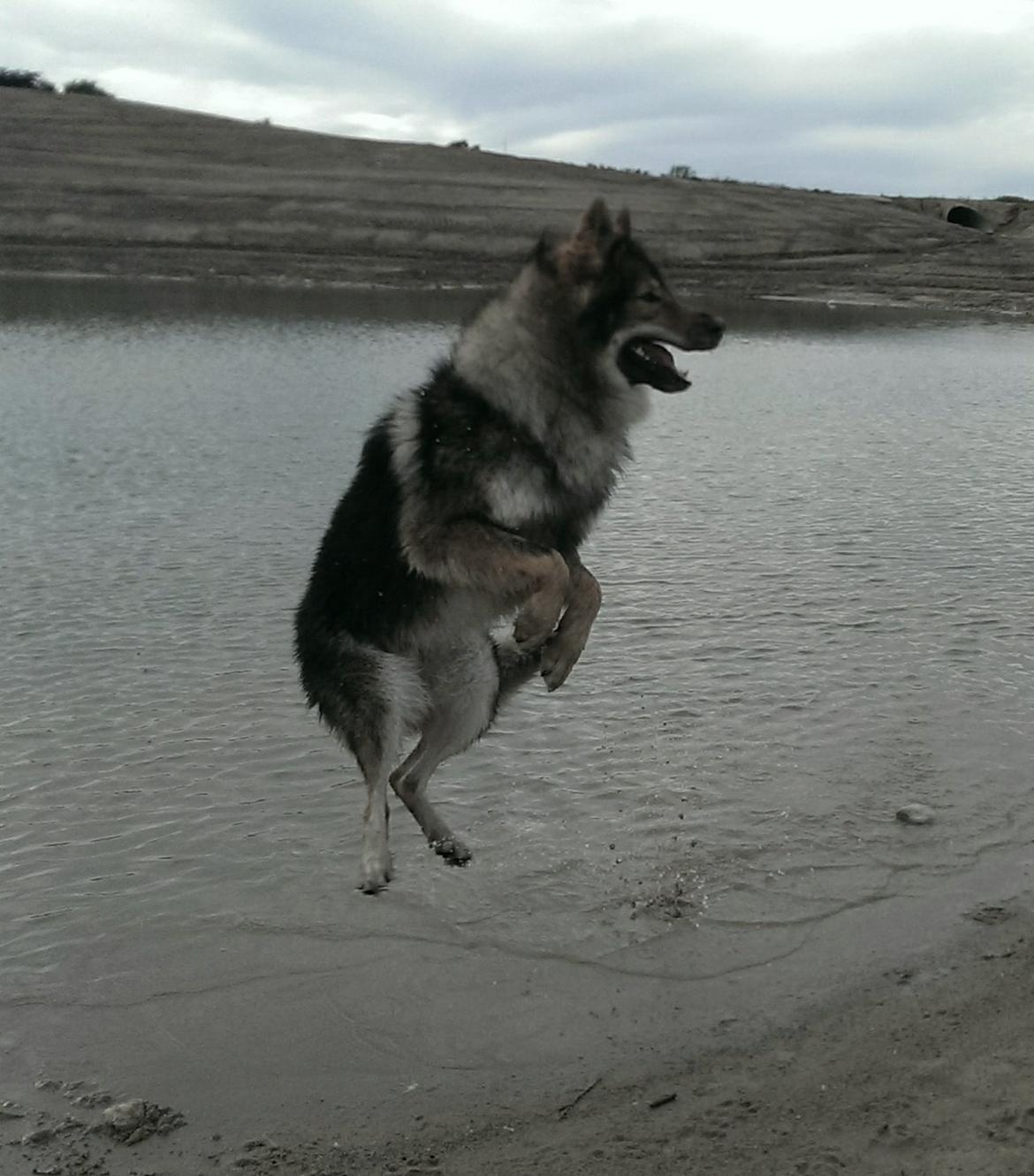 Tjekkoslovakisk ulvehund Amarok billede 12