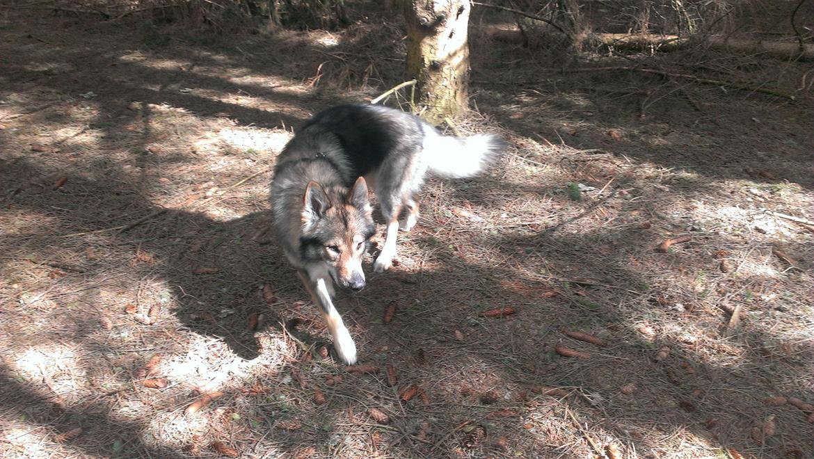 Tjekkoslovakisk ulvehund Amarok billede 18