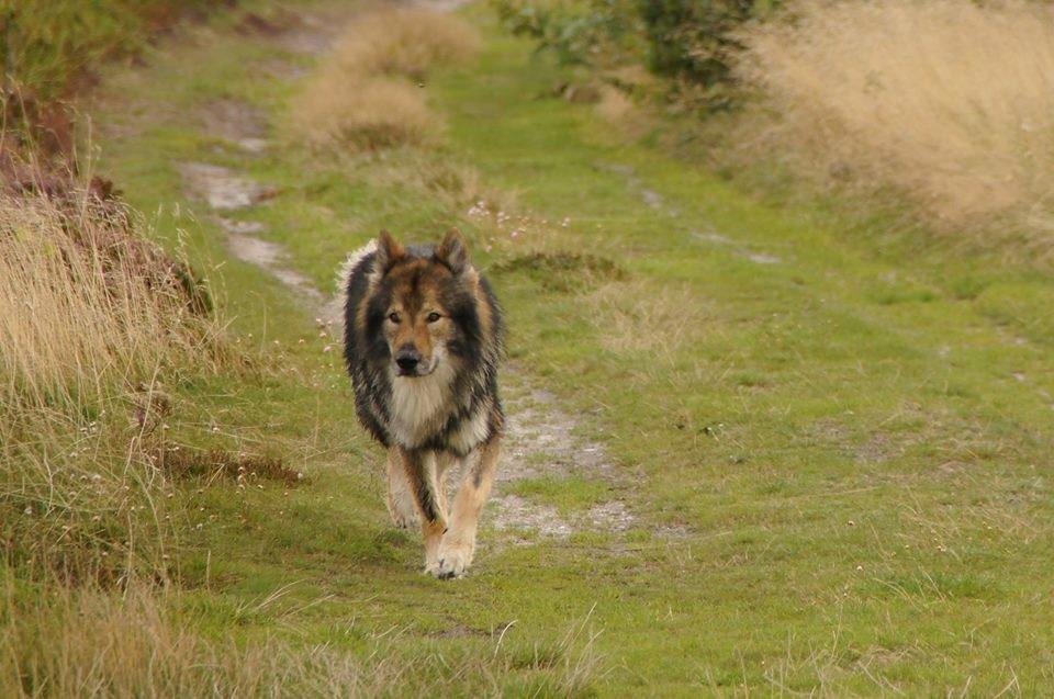 Tjekkoslovakisk ulvehund Amarok billede 14