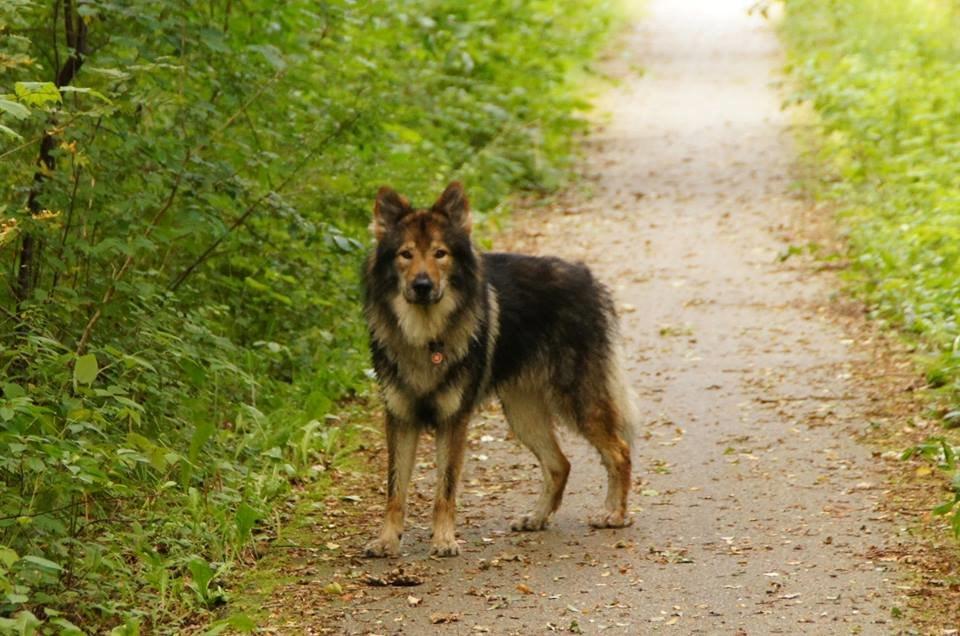 Tjekkoslovakisk ulvehund Amarok billede 16