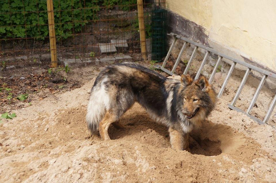 Tjekkoslovakisk ulvehund Amarok billede 17