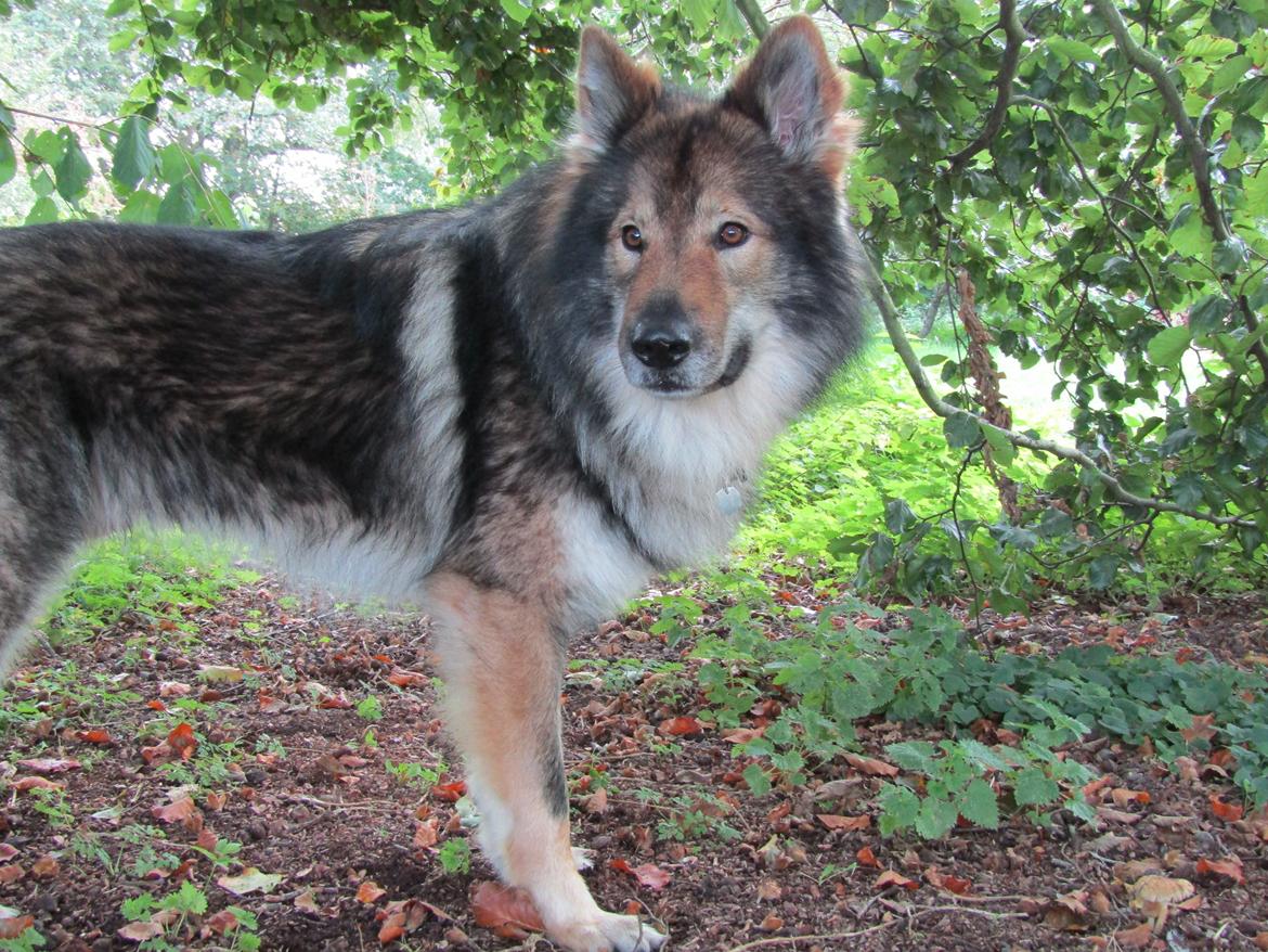 Tjekkoslovakisk ulvehund Amarok billede 1