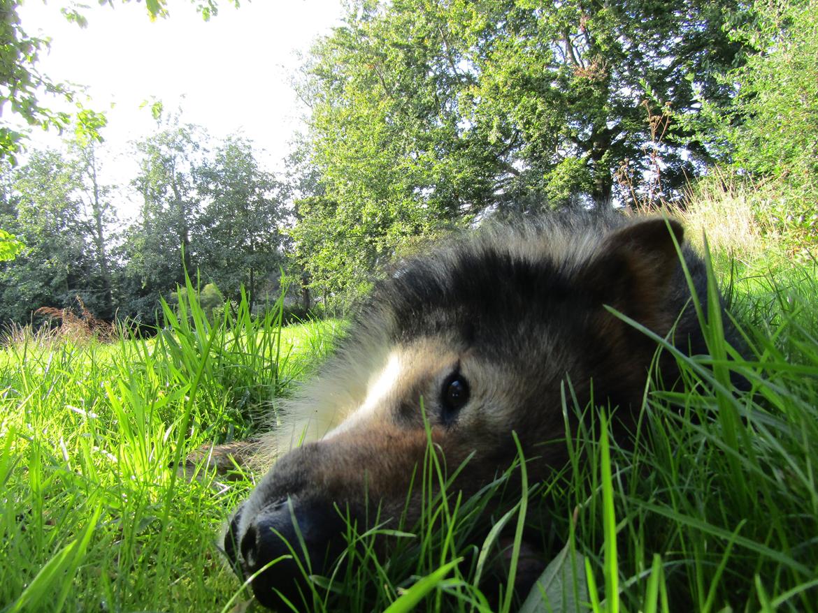 Tjekkoslovakisk ulvehund Amarok billede 2