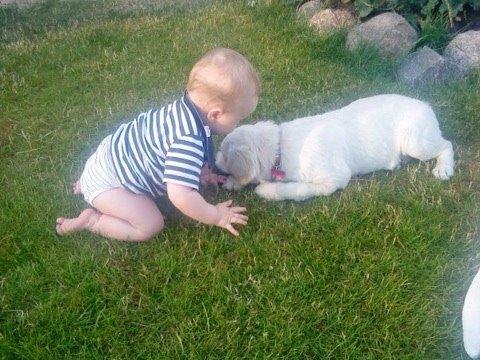 Golden retriever R.I.P Bjørslev's Cameron Diaz/silke billede 10