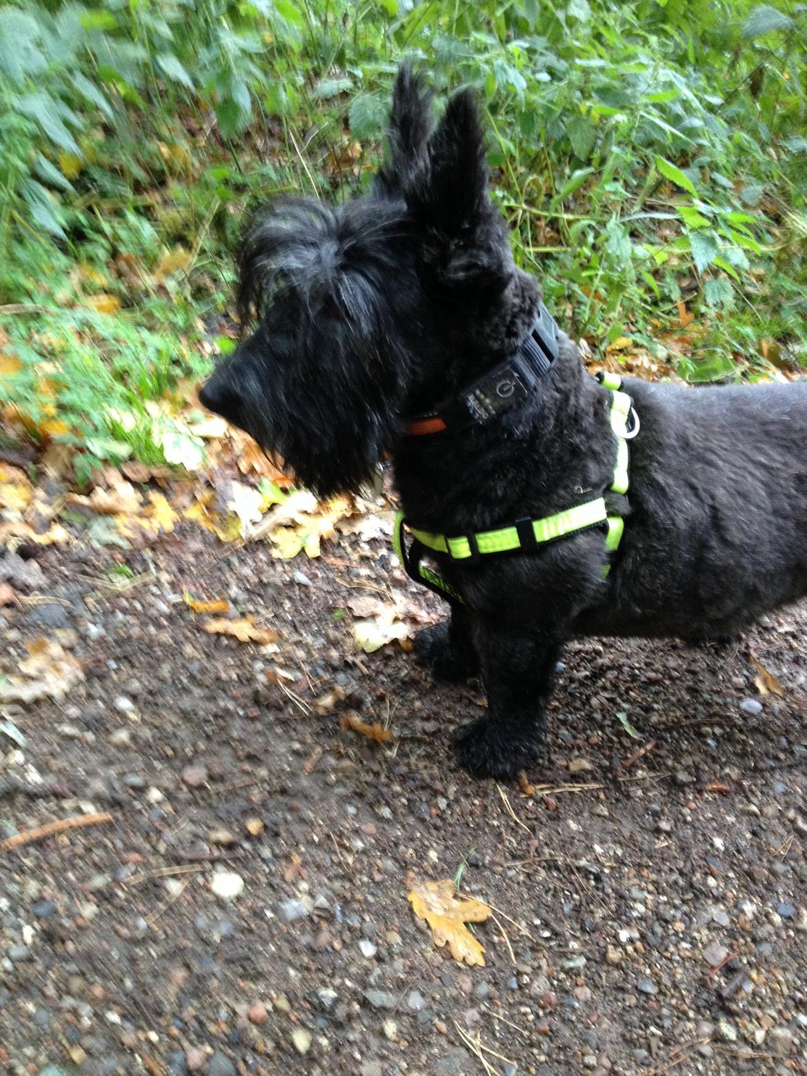 Skotsk terrier Freja billede 20