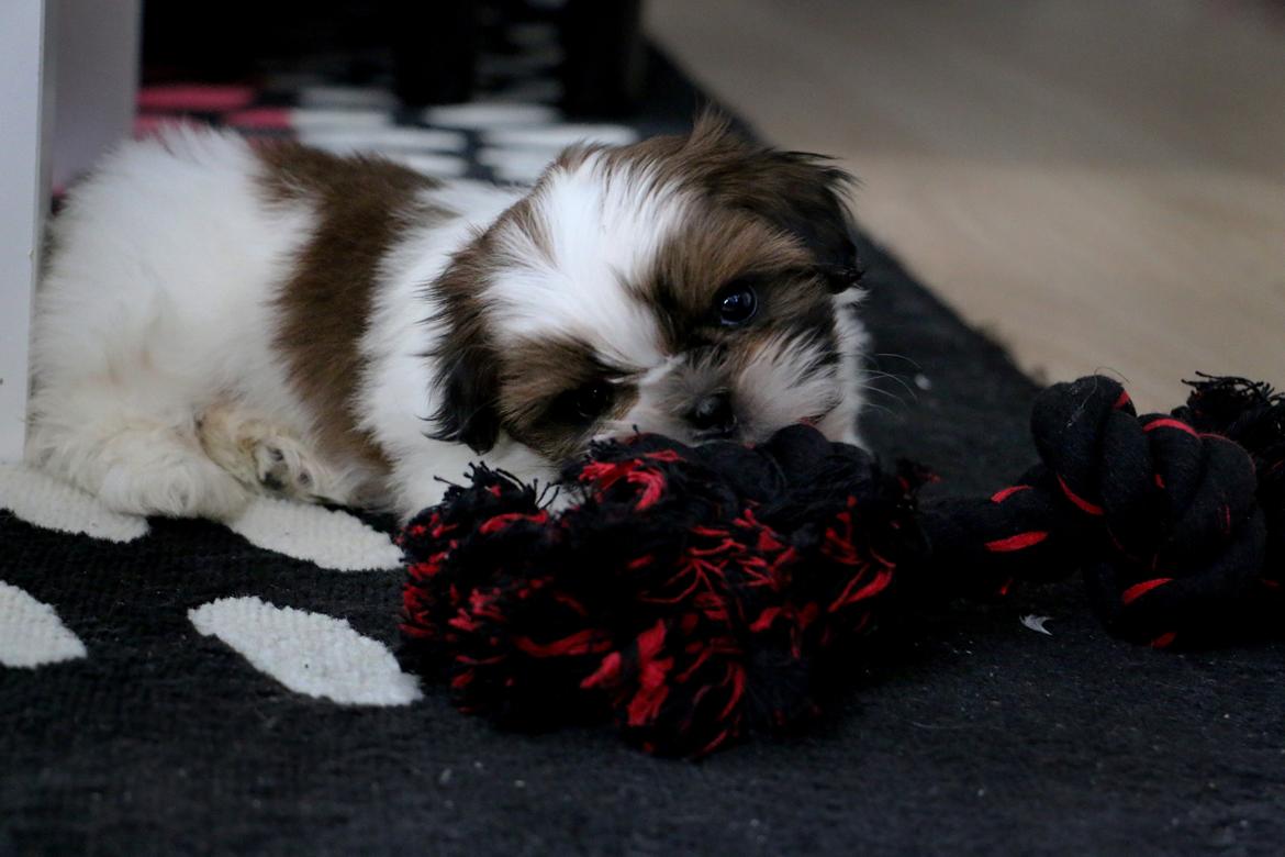 Shih tzu Noa billede 1