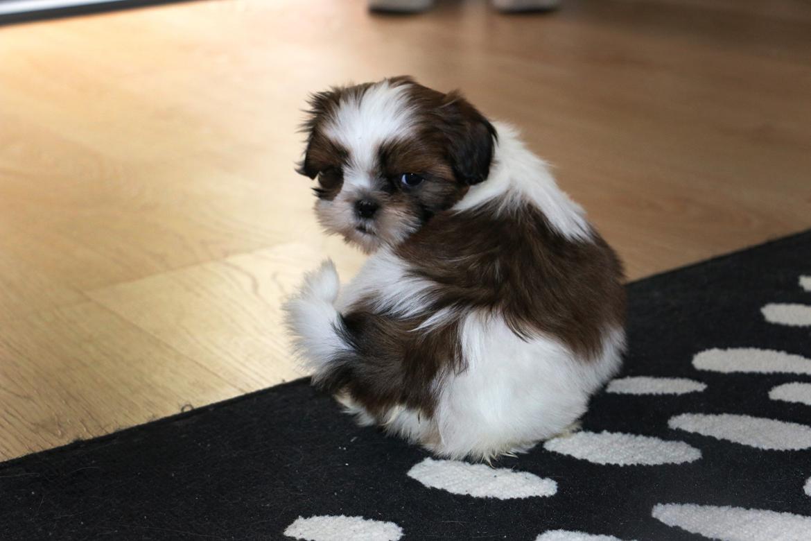 Shih tzu Noa billede 5