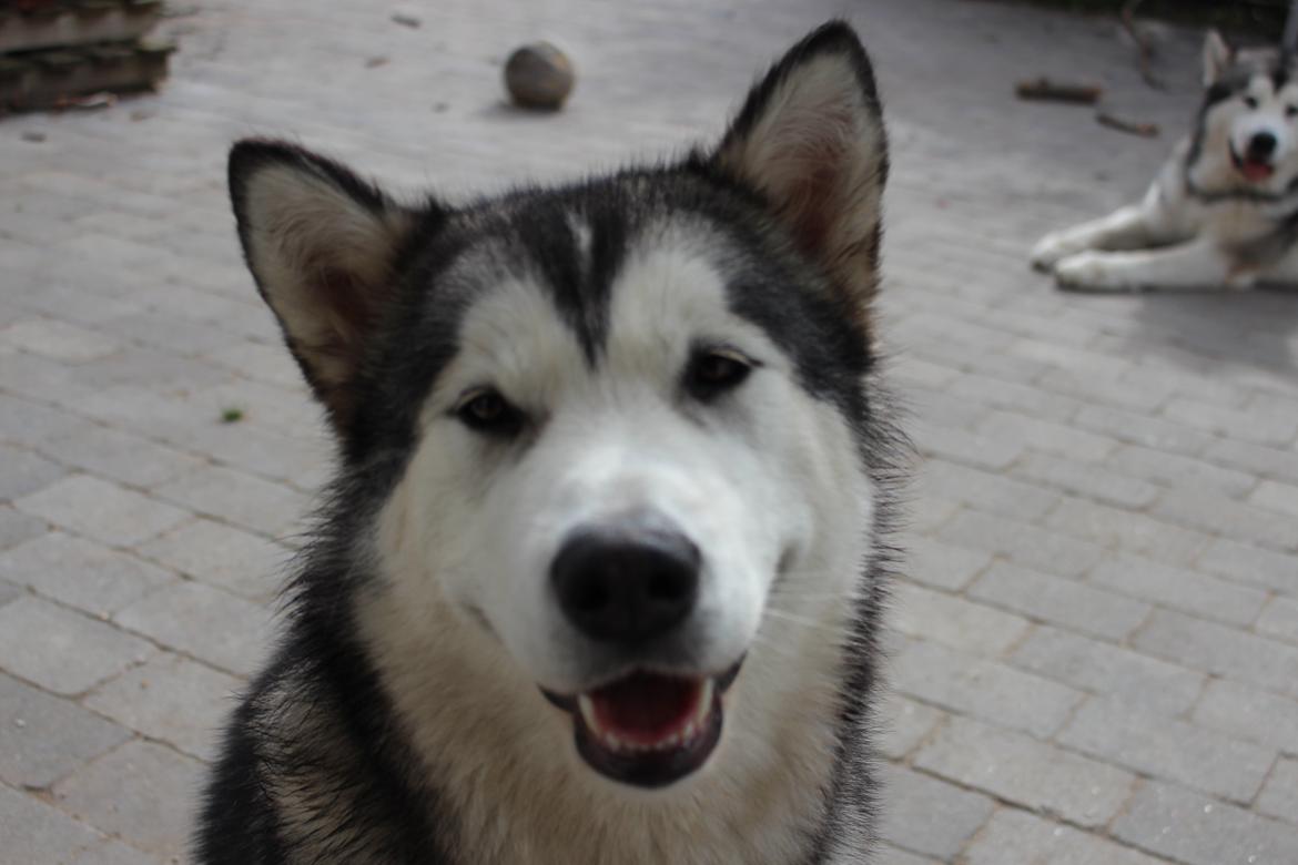 Alaskan malamute Scheiba - Scheiba i haven billede 1