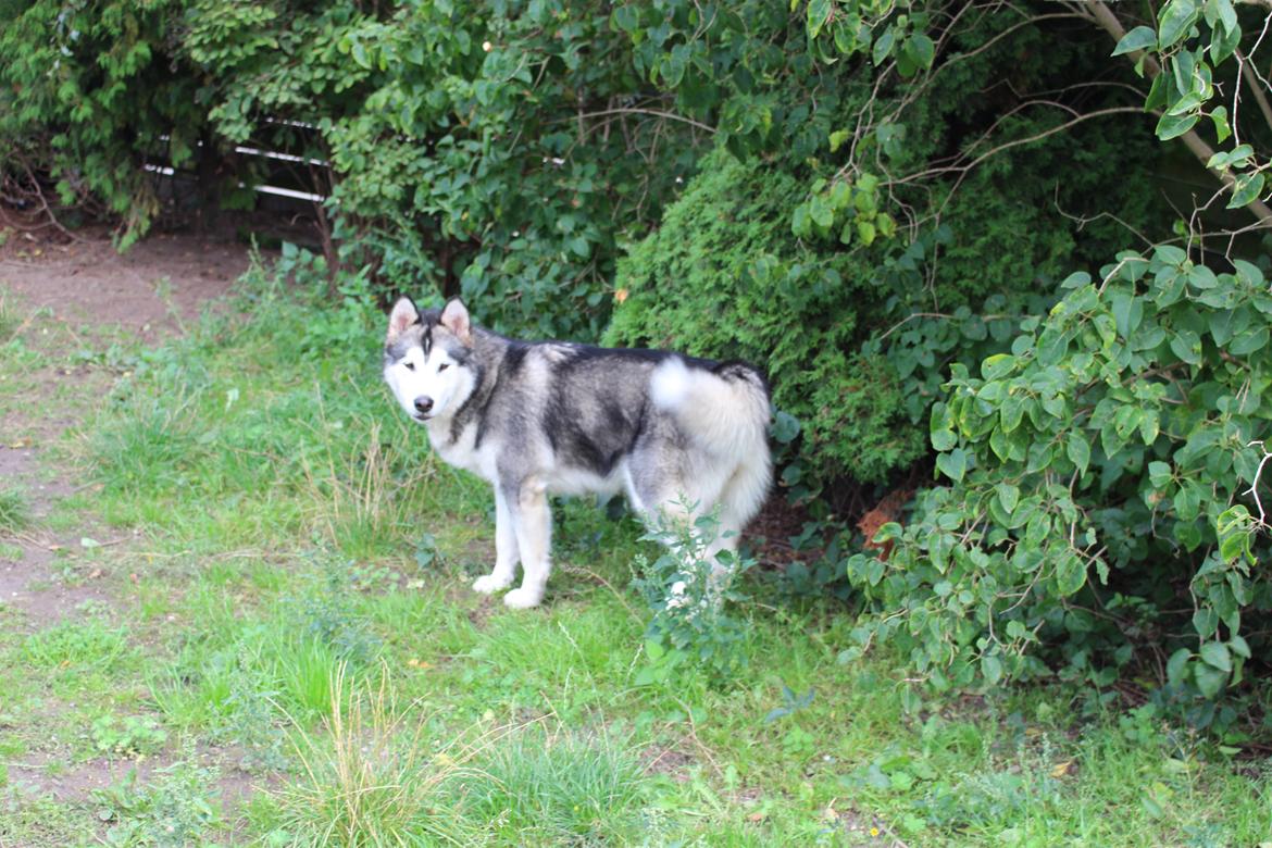 Alaskan malamute Scheiba - Scheiba på pølsejagt i haven billede 2