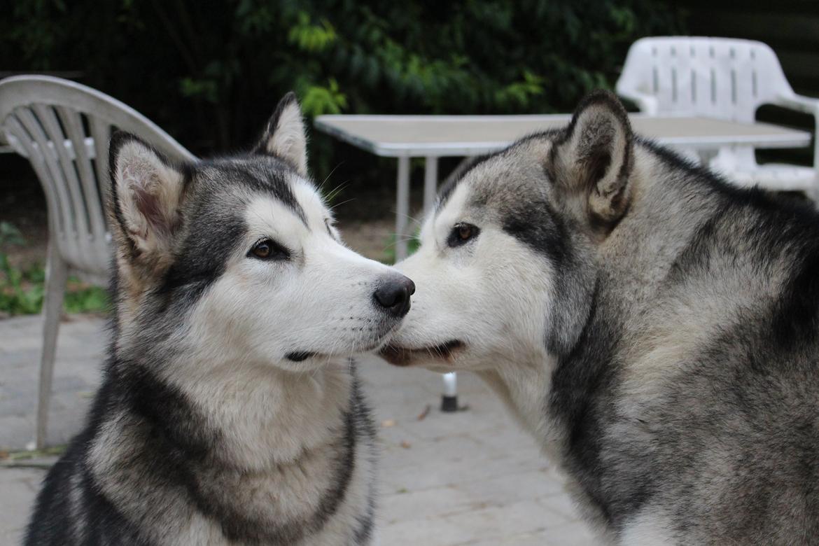 Alaskan malamute Scheiba - Scheiba får et lille møsser af sin halvbroder Mojo billede 3