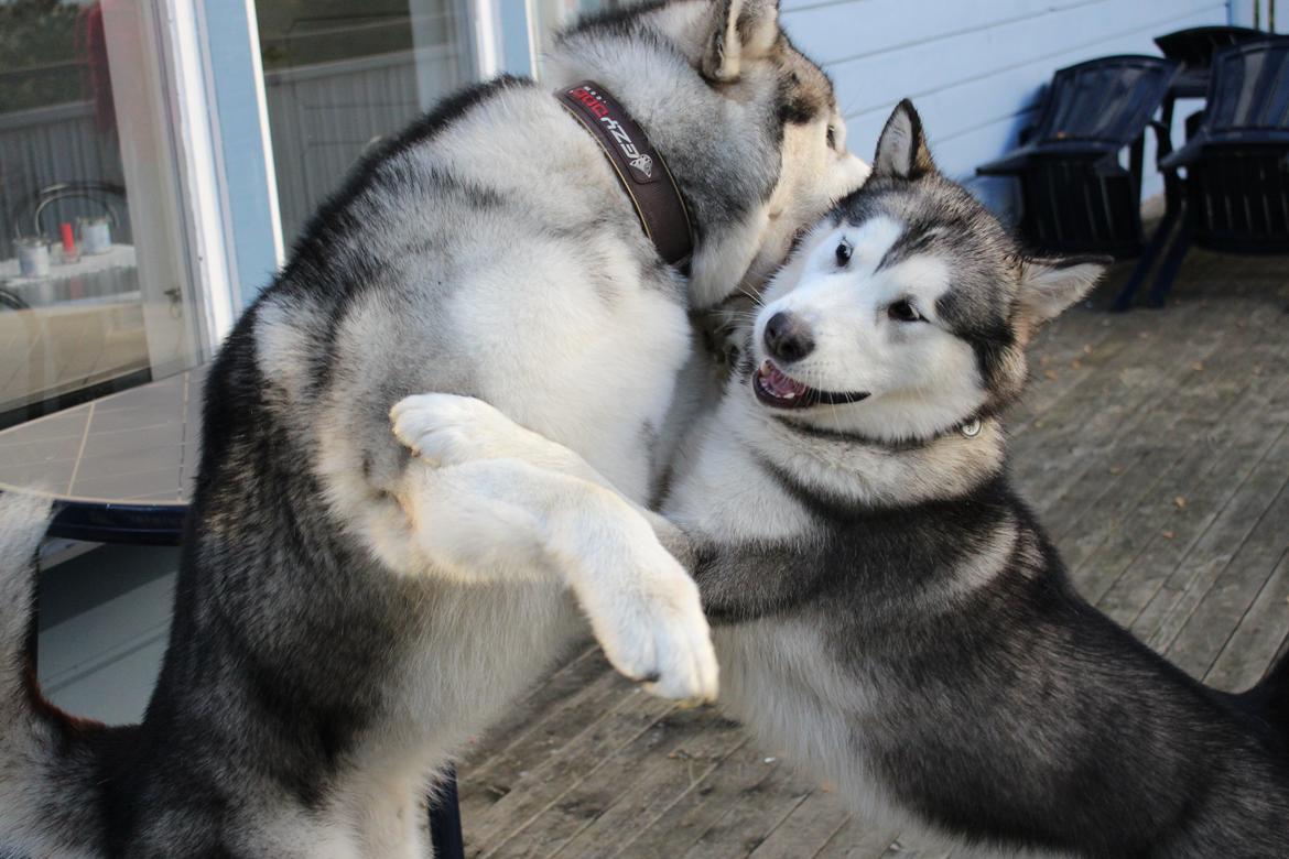 Alaskan malamute Scheiba - Scheiba og Mojo tumler på terrassen ( Sverige ) billede 4