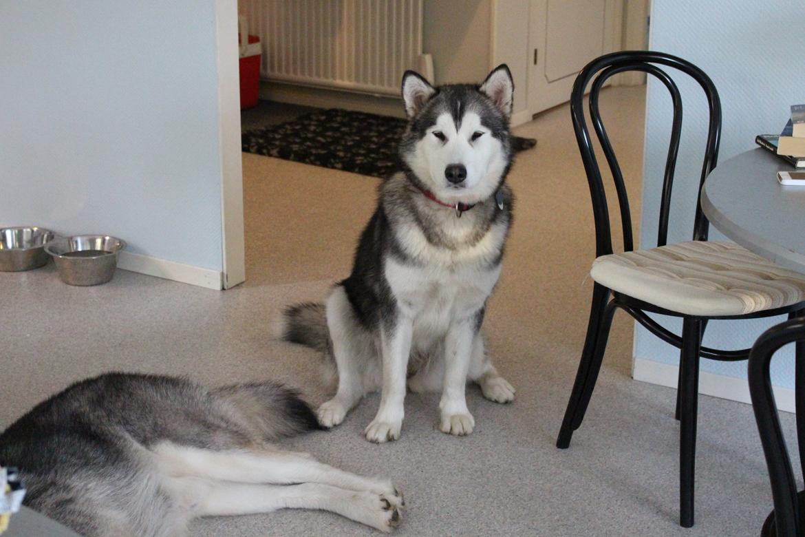 Alaskan malamute Scheiba - Scheiba i køkkenet ( Sverige ) billede 6