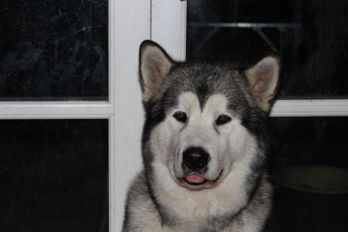 Alaskan malamute Mojo kennel Navn Ice cloud - Mojo i stuen 2015 billede 6