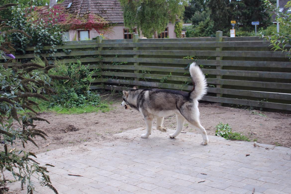 Alaskan malamute Mojo kennel Navn Ice cloud - Mojo på pølse jagt i haven billede 7
