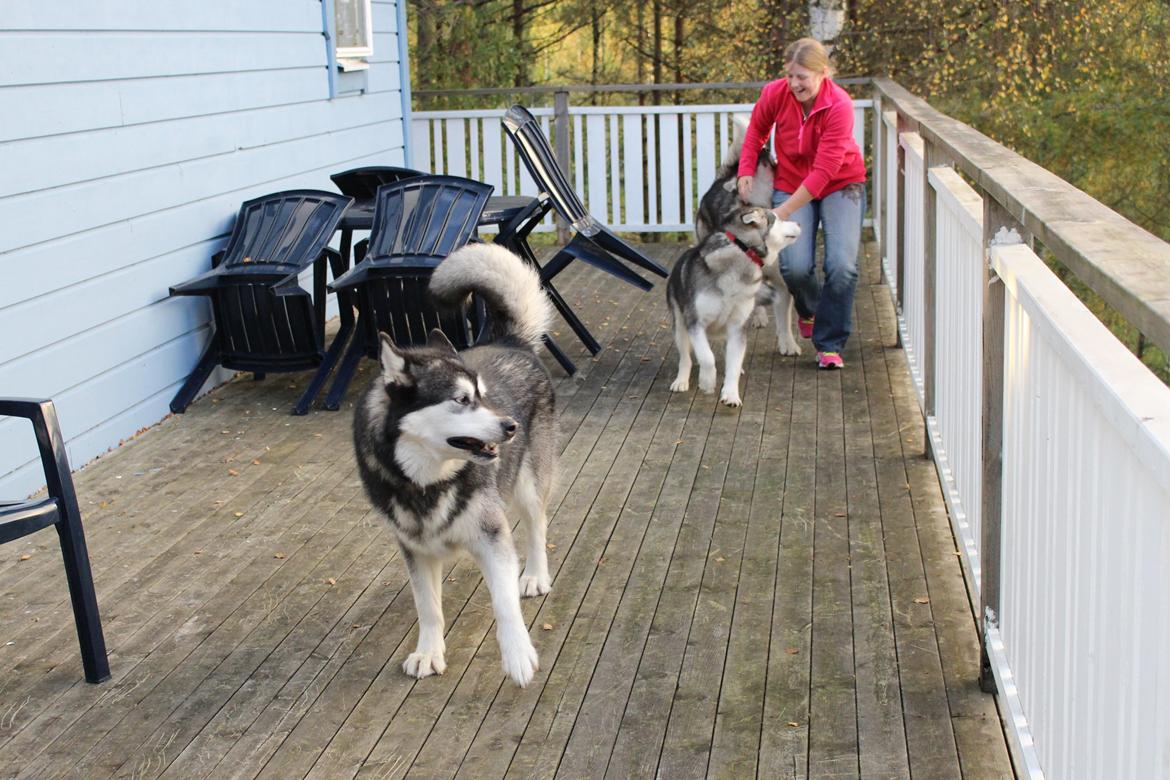 Alaskan malamute Loke - Loke nærmer sig de 8 år her til November 2015 men er stadig frisk på en leg.  billede 21