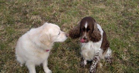 Golden retriever R.I.P Bjørslev's Cameron Diaz/silke billede 11