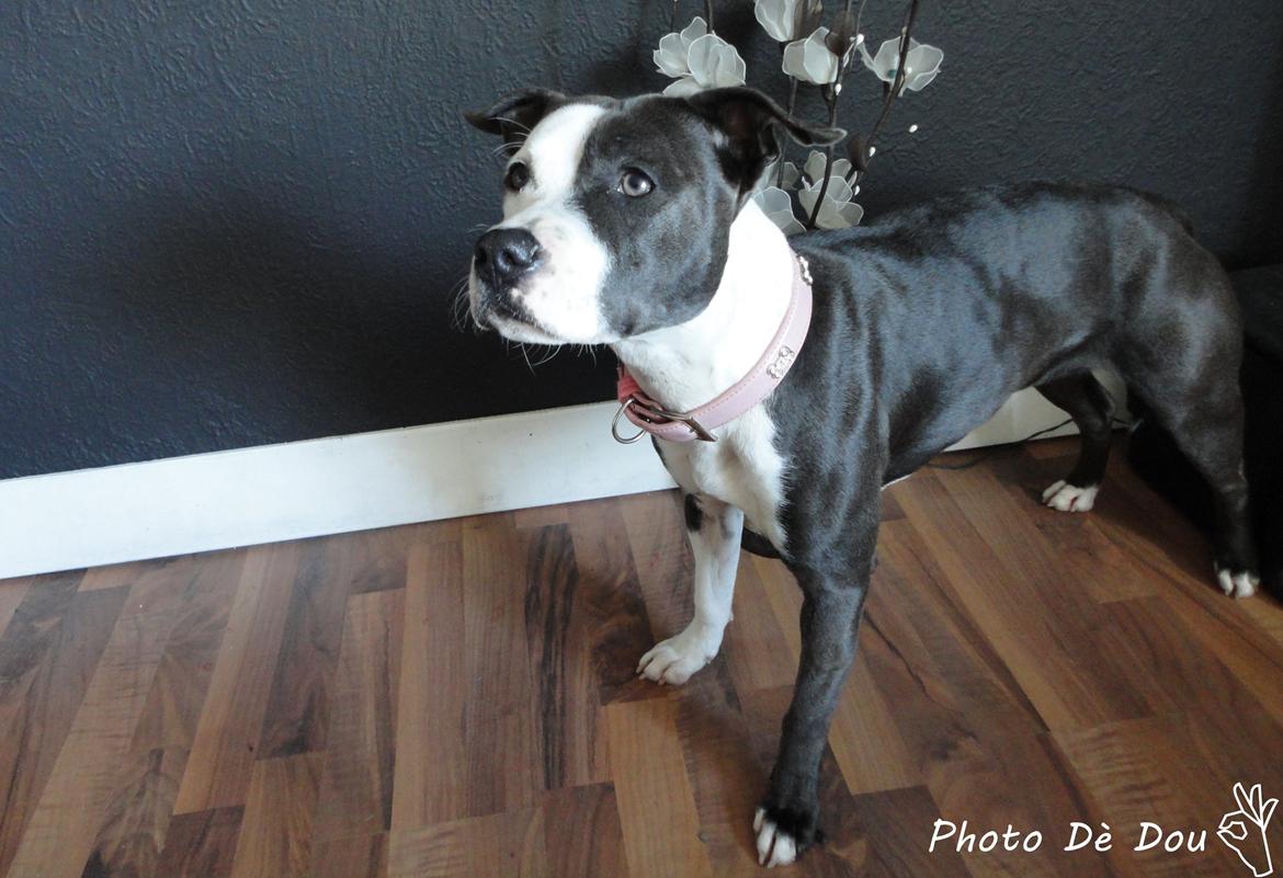 Staffordshire bull terrier Laimi billede 1