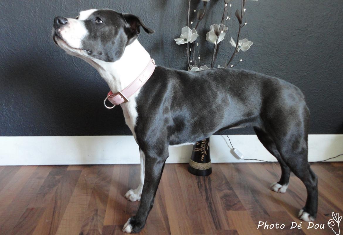 Staffordshire bull terrier Laimi billede 10