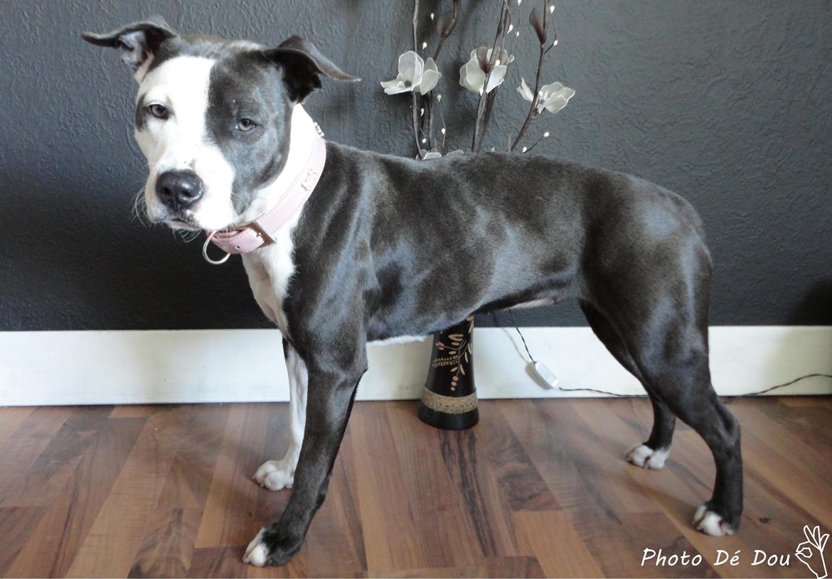 Staffordshire bull terrier Laimi billede 11