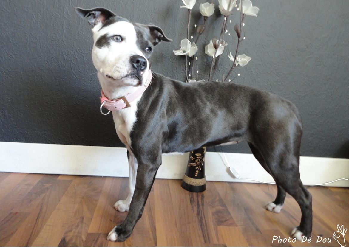 Staffordshire bull terrier Laimi billede 13