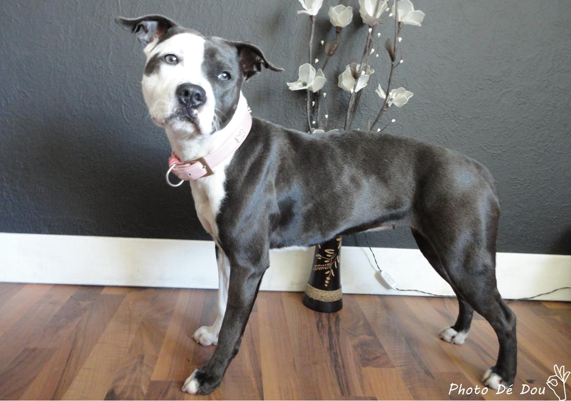 Staffordshire bull terrier Laimi billede 12