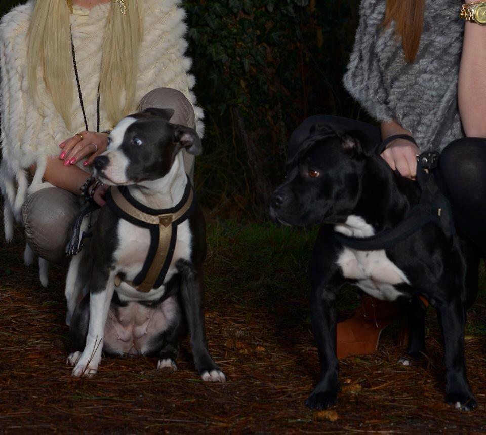Staffordshire bull terrier Laimi billede 16