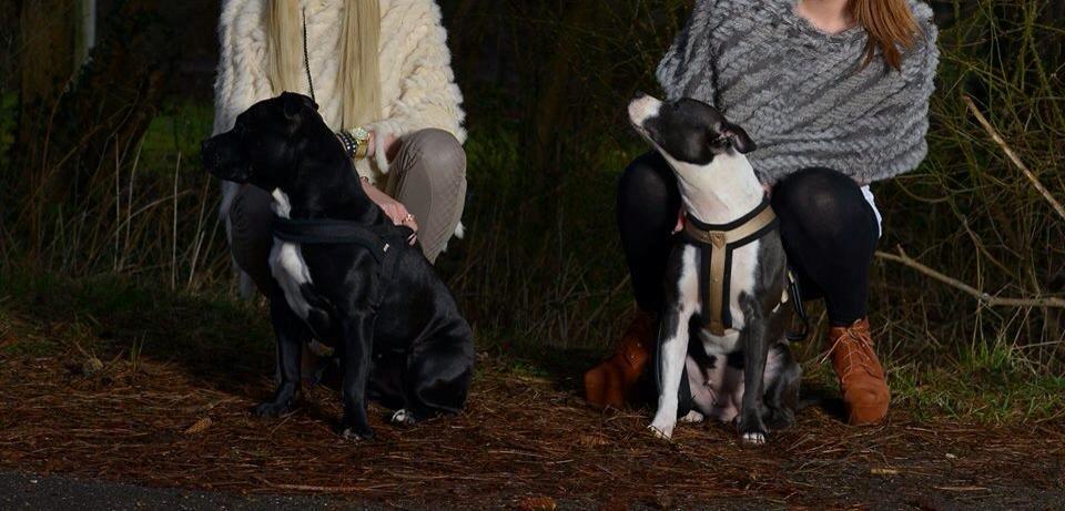 Staffordshire bull terrier Laimi billede 18