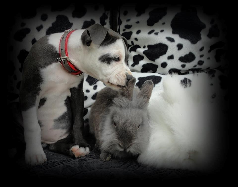 Staffordshire bull terrier Laimi billede 27