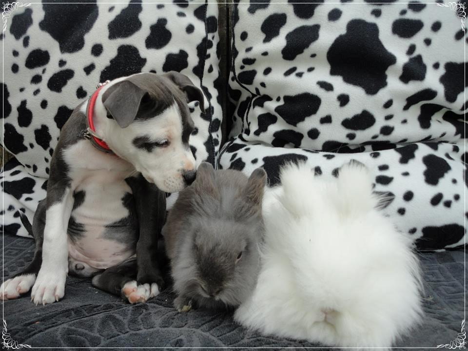 Staffordshire bull terrier Laimi billede 28