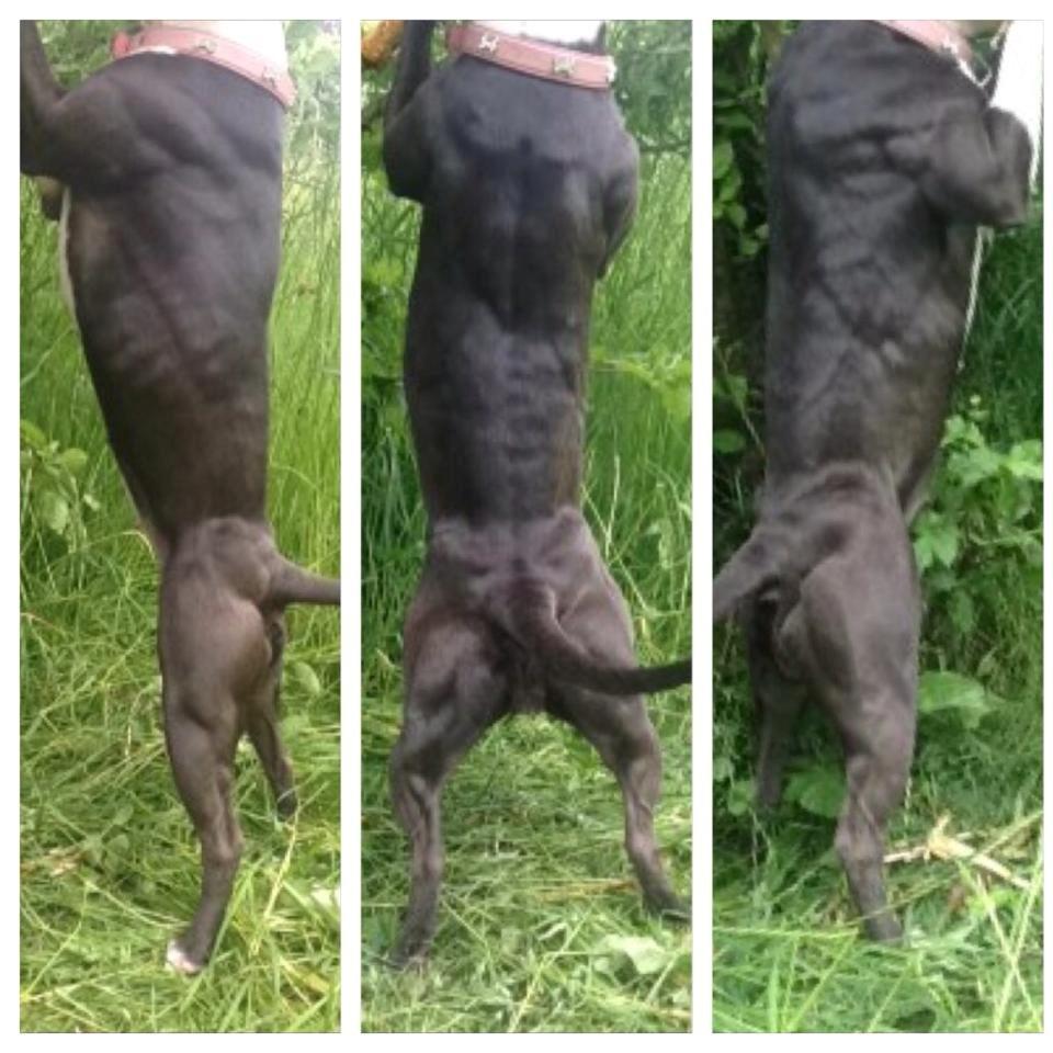 Staffordshire bull terrier Laimi billede 6