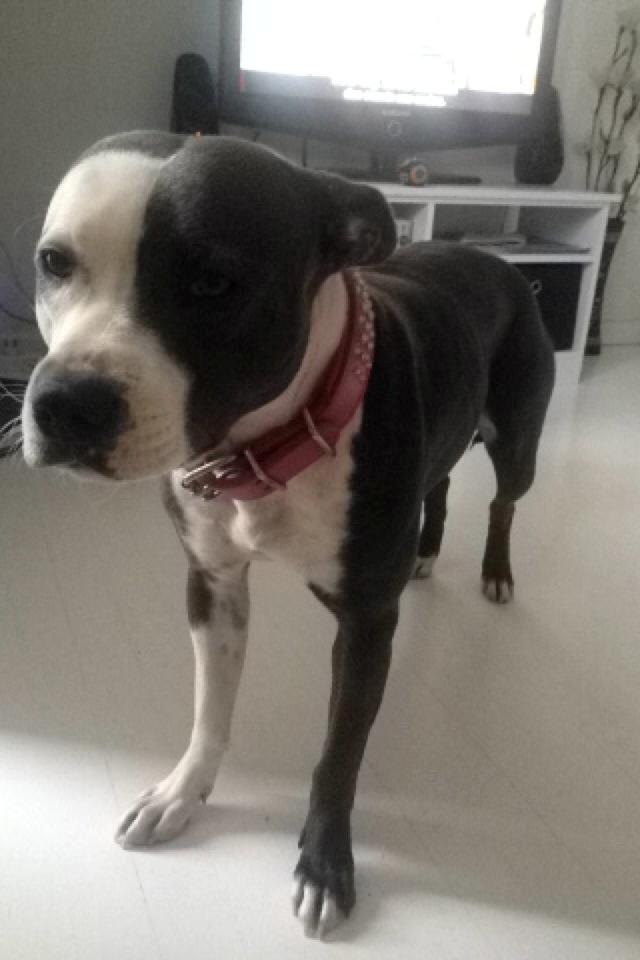 Staffordshire bull terrier Laimi billede 8