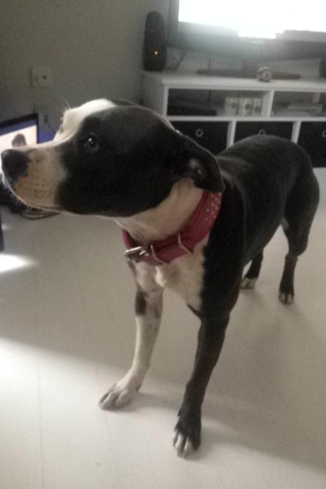 Staffordshire bull terrier Laimi billede 9