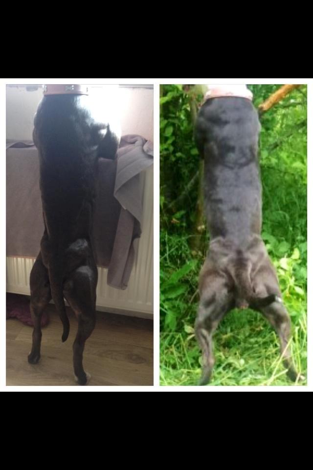 Staffordshire bull terrier Laimi billede 7